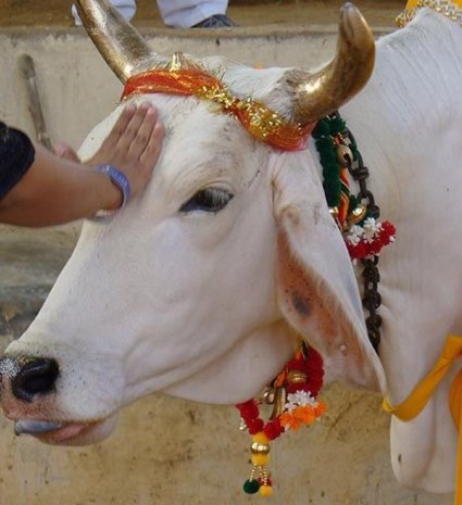 cow puja